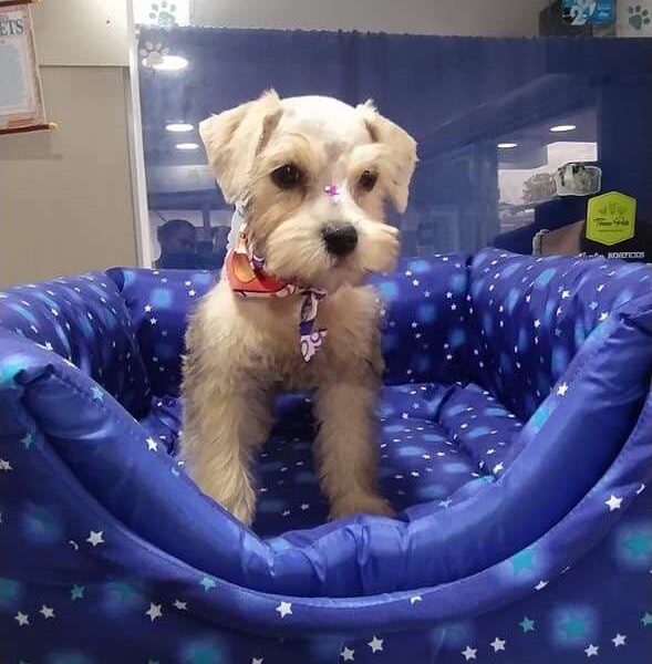 Schnauzer Mascotas Rionegro medellin Bogota