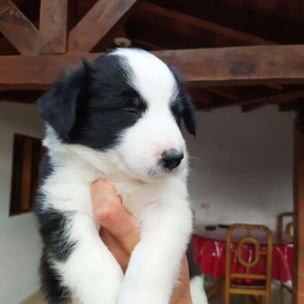 Precio Border Collie Tradicional Villavicencio