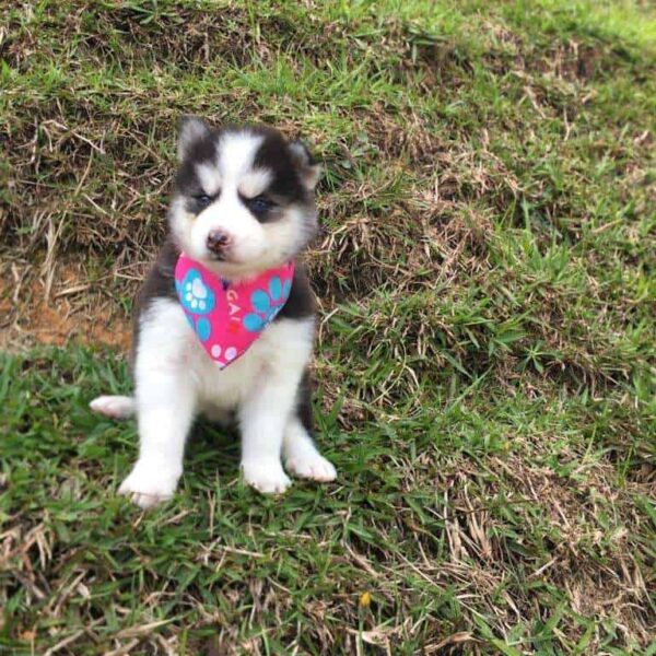 Venta de Perros Husky siberiano precio Colombia