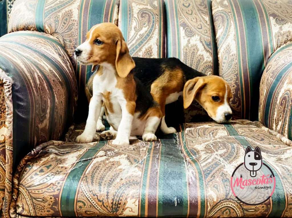 Beagle Mascotas Medellin Bogota aas