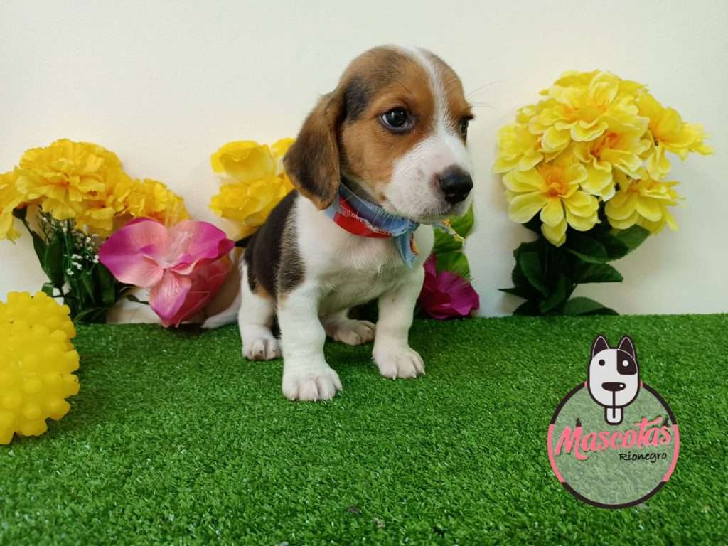 Beagle Mascotas medellin 11