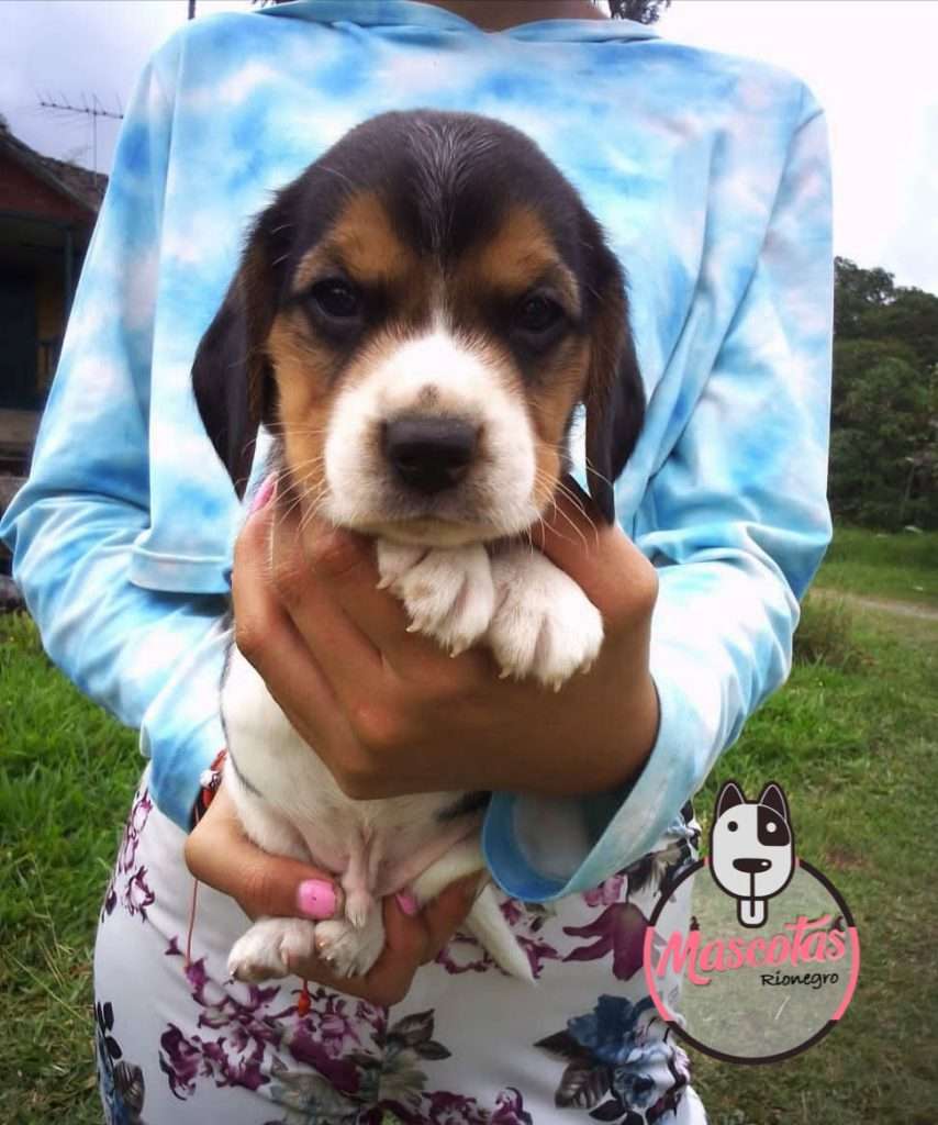 Beagle Mascotas medellin 4