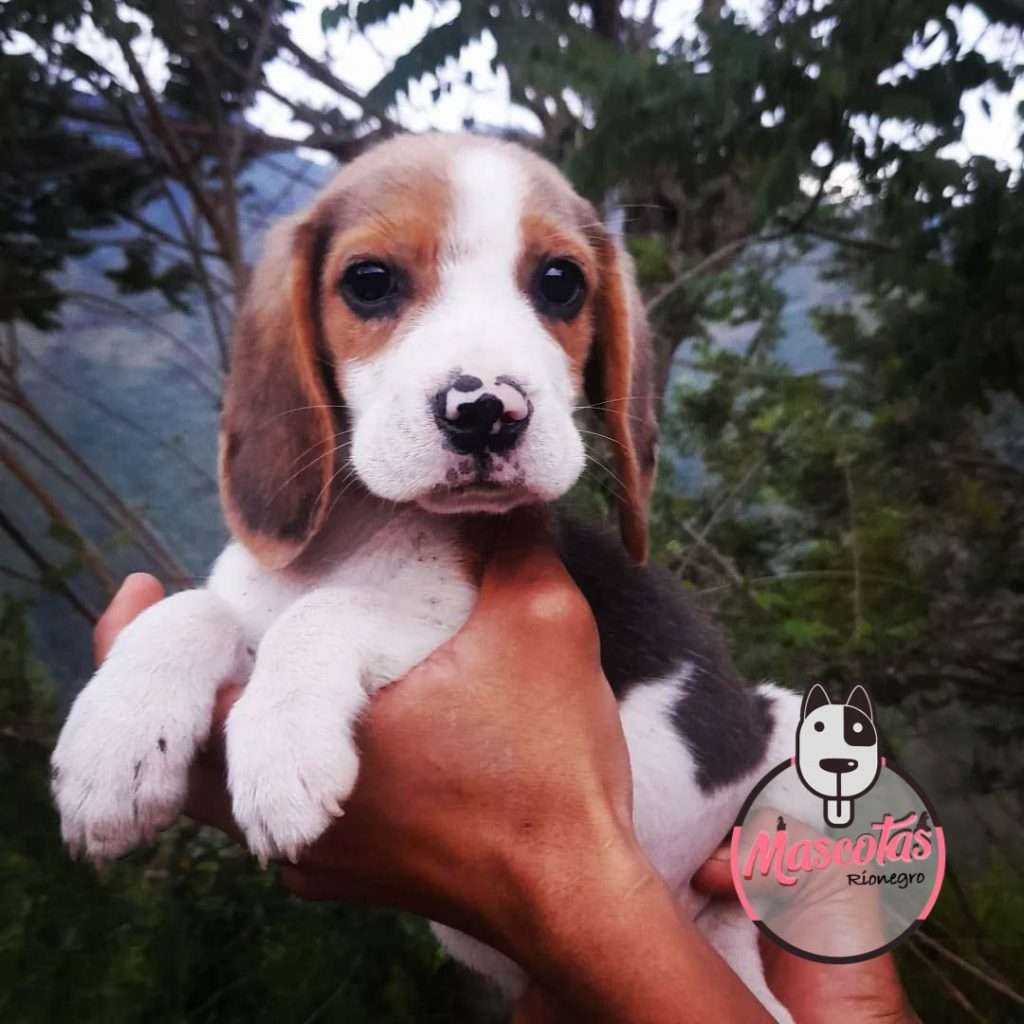 Beagle Mascotas medellin 9