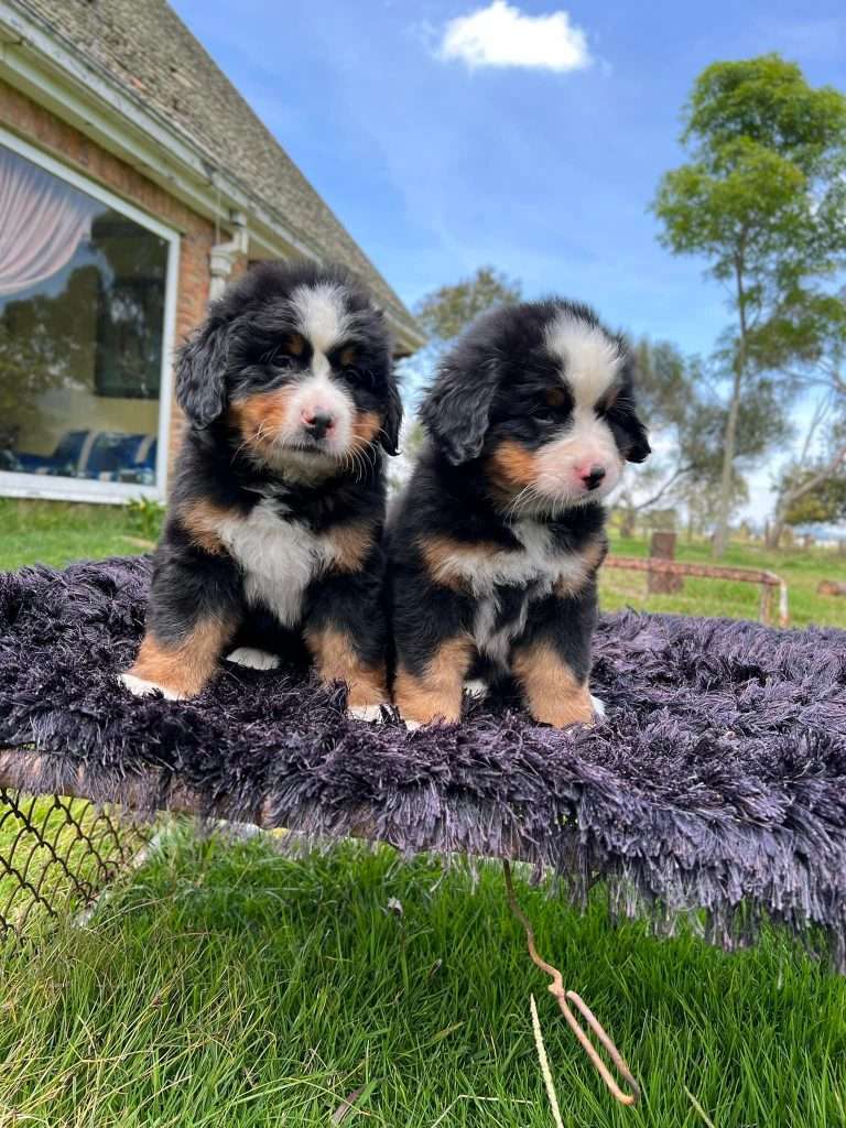 Bernés de la montaña mascotas medellin rionegro Bogota