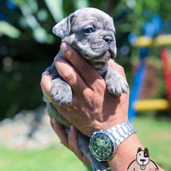 Precio Bulldog Frances Black Merle Medellin Colombia