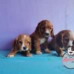 Venta de Perros Cocker Spaniel Color Caramelo