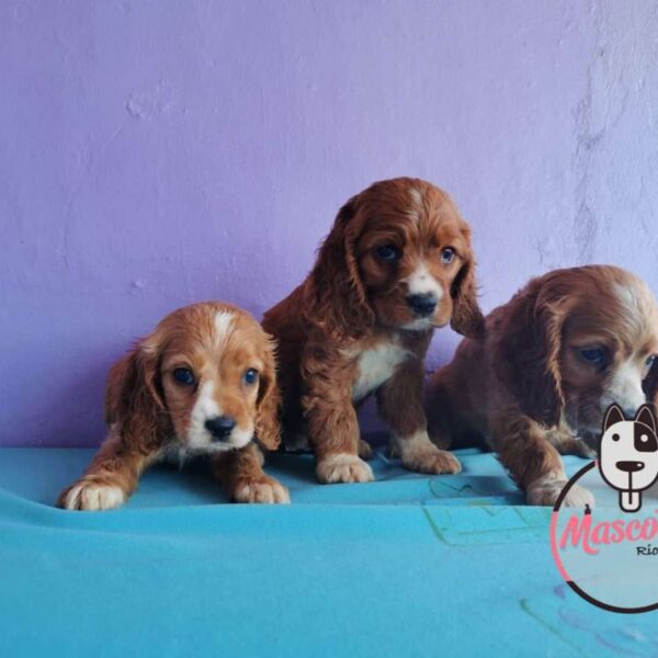 Venta de Perros Cocker Spaniel Color Caramelo