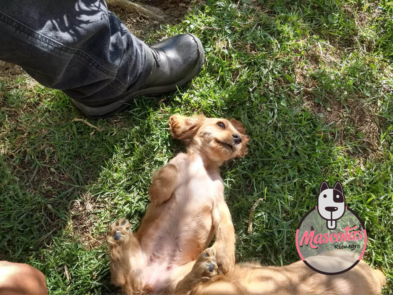 Cocker Spaniel ★ | El Mejor Criadero Para Comprar Tu Mascota.