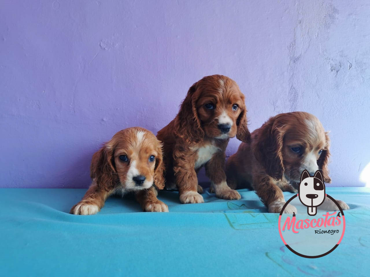 Cocker Spaniel ★ | El Mejor Criadero Para Comprar Tu Mascota.