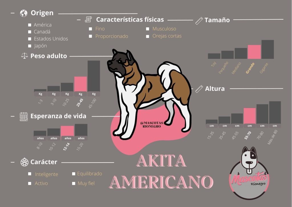 Ficha Akita Mascotas Medellin