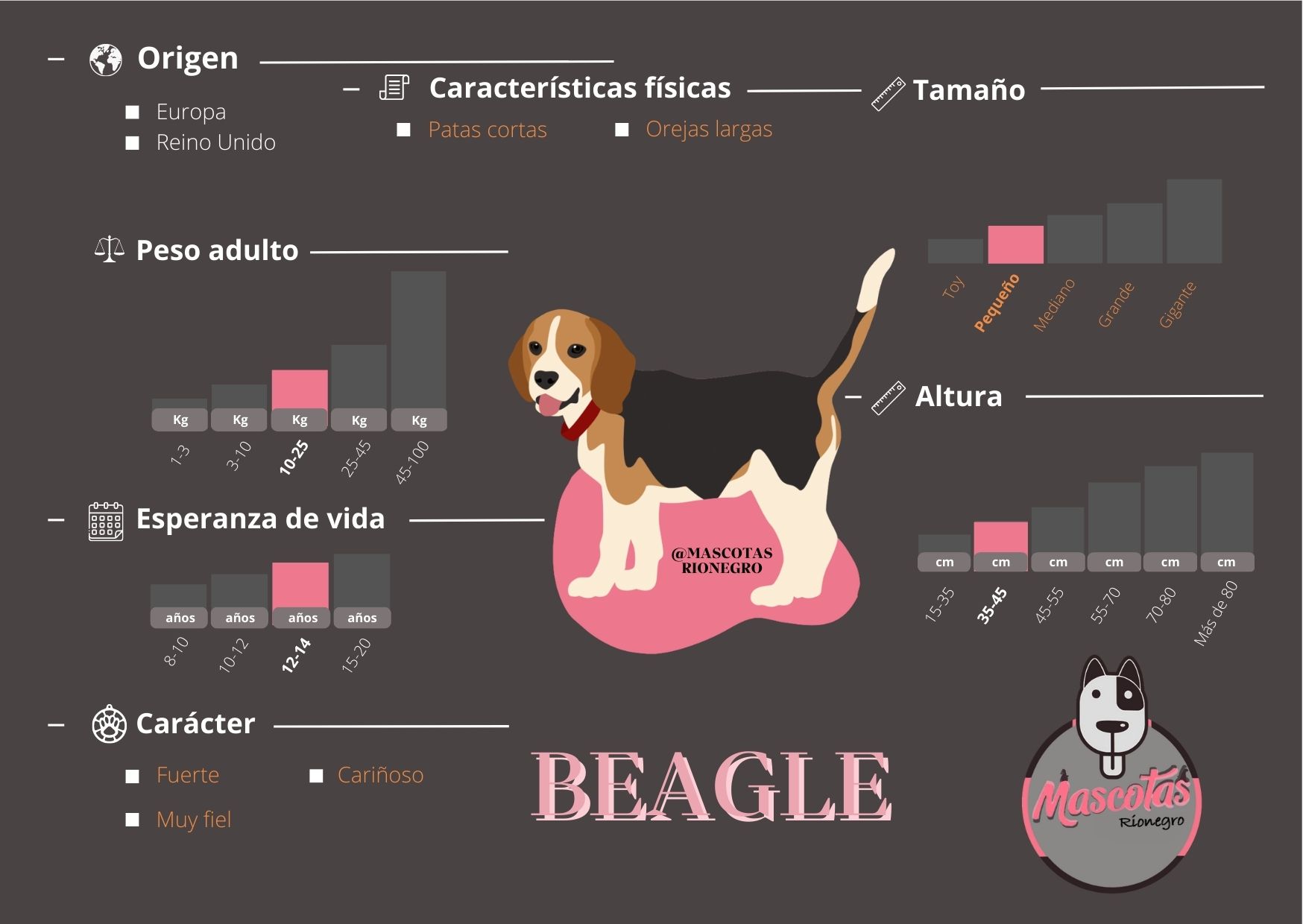 son raros los beagles blancos