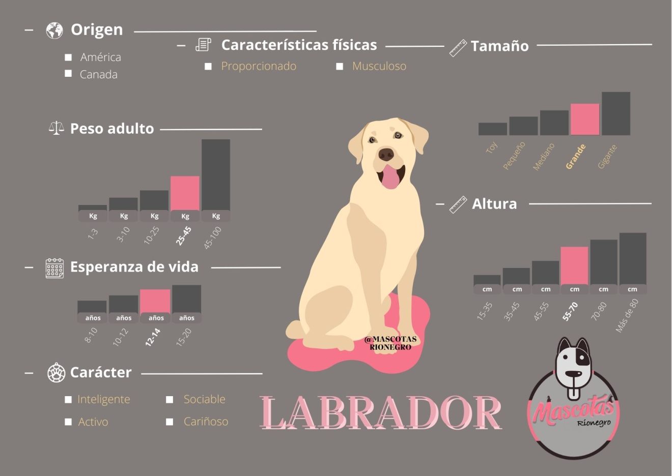 cuando llegaron los labrador retrievers a america