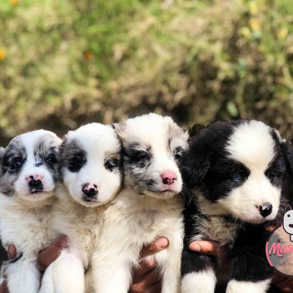 Venta de Perros Border Collie Precio Medellin