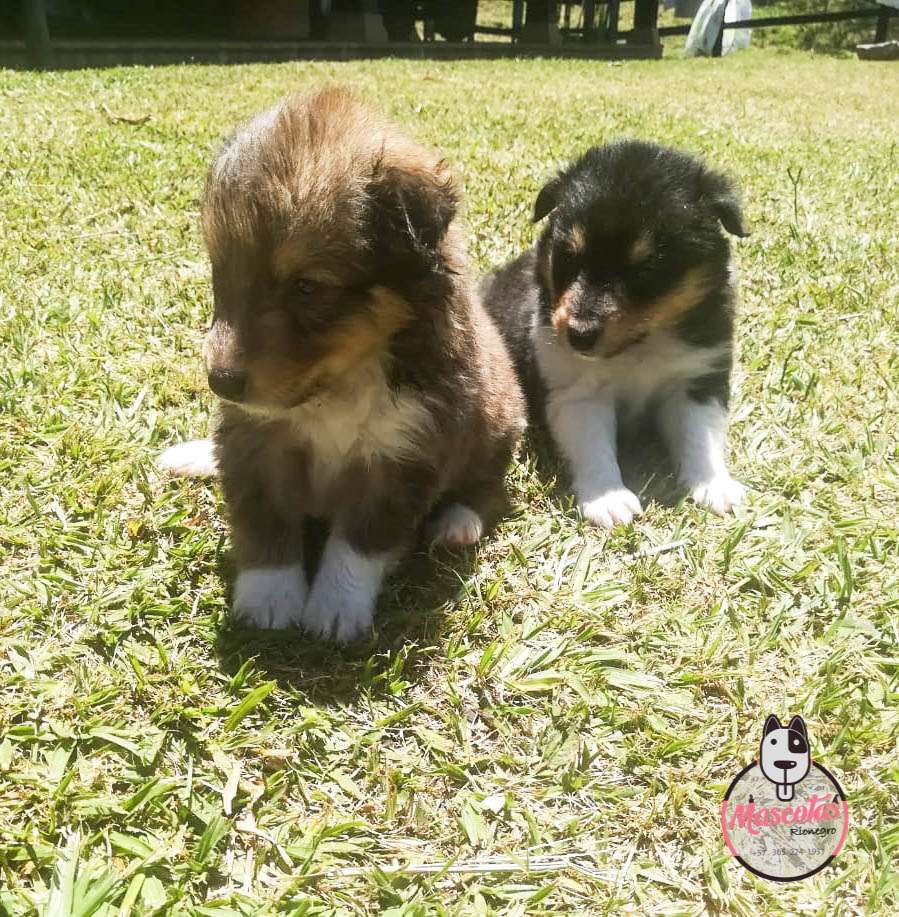 Pastor Shetland Mascotas Medellin 1