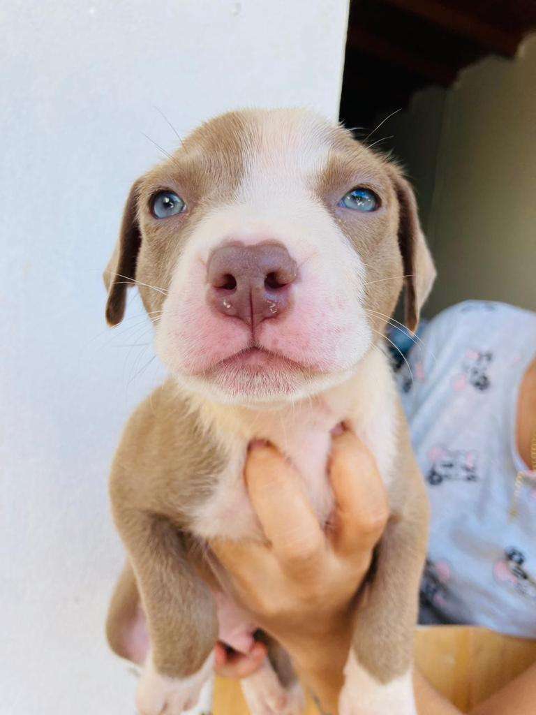 Pitbull Mascotas Medellin 14