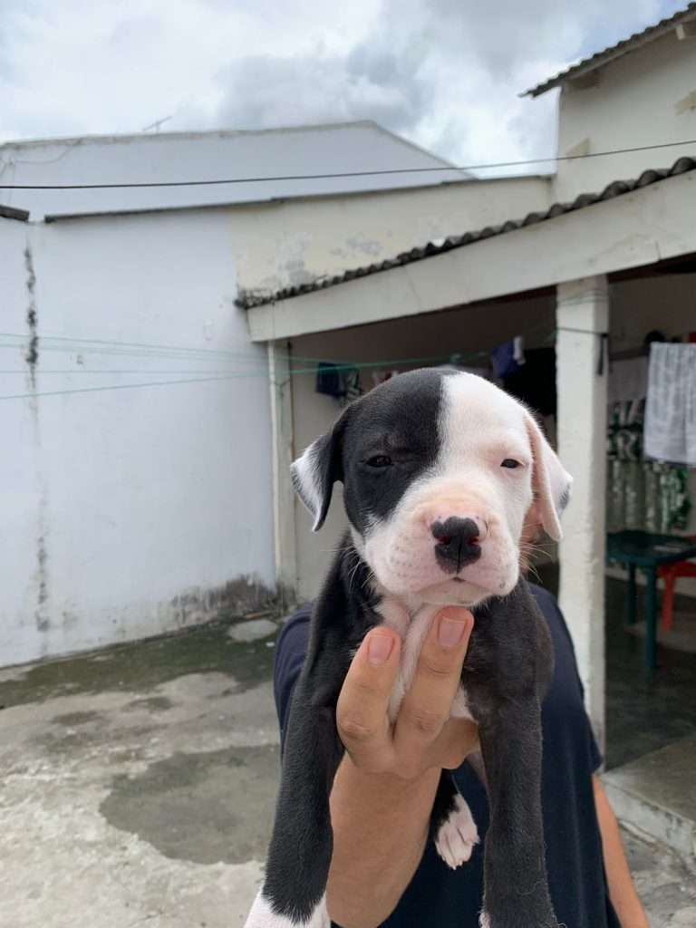 Pitbull Mascotas Medellin 6