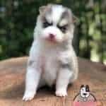 Criadero Pomsky mascotas medellin r