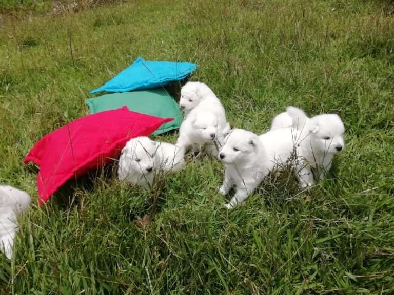 Samoyedo venta