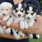 Husky siberiano Manto Rojo Neiva