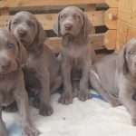 weimaraner-Cachorros-Mascotas-Medellin Rionegro