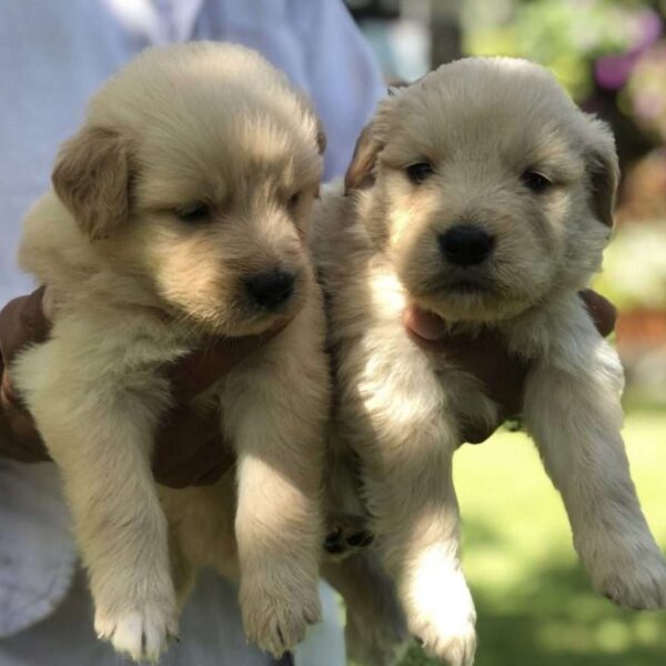 Golden Retriever precio en Pereira