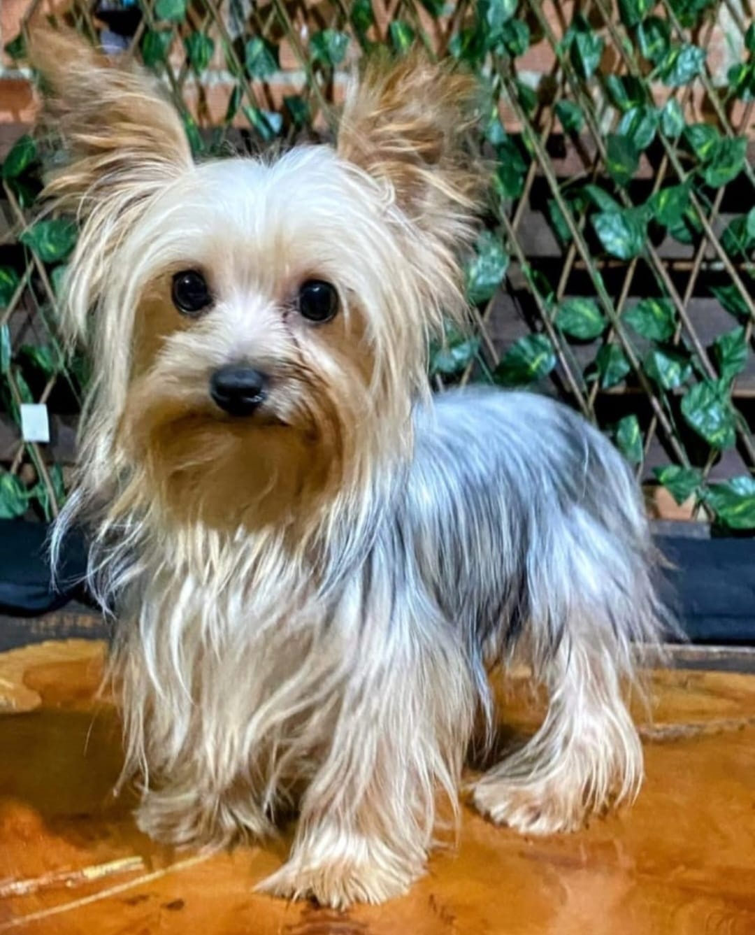 Venta de Perros Yorkshire Terrier Popayan 6 Venta de Perros Yorkshire Terrier Popayan - Image 6