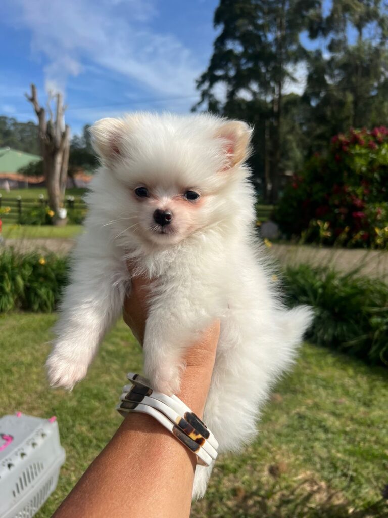 09e695cc 0fdc 4fb5 b193 cbe83f310818