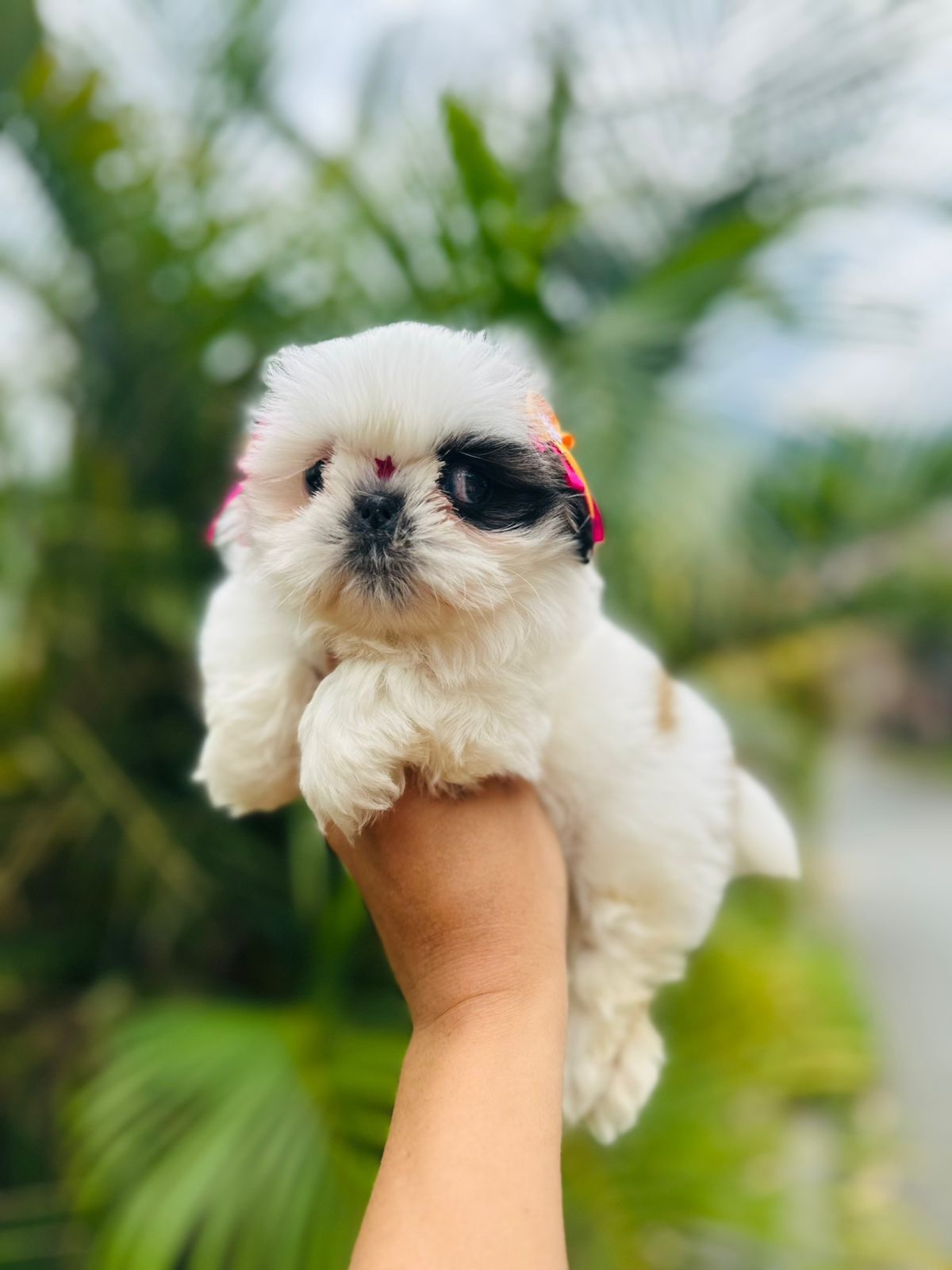 Venta de Perros Shih Tzu Miniatura Ibagué 2 Venta de Perros Shih Tzu Miniatura Ibagué - Image 2