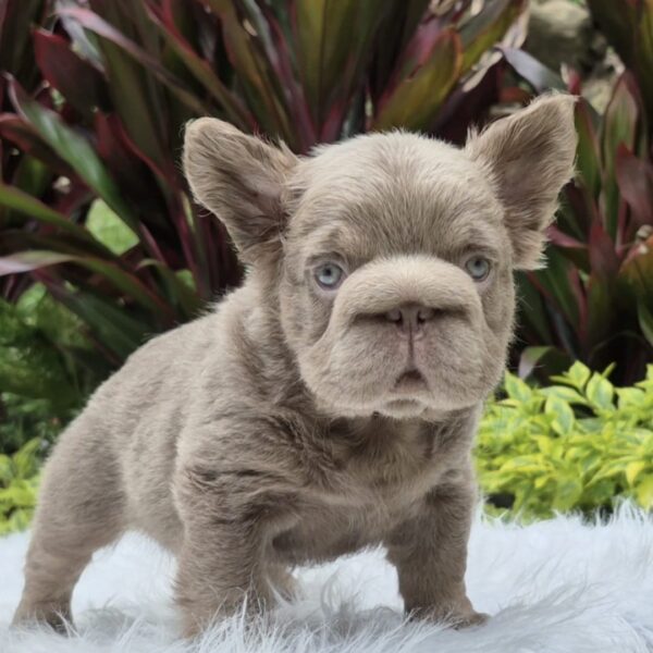 Venta de Bulldog Francés Lilac At Hembra