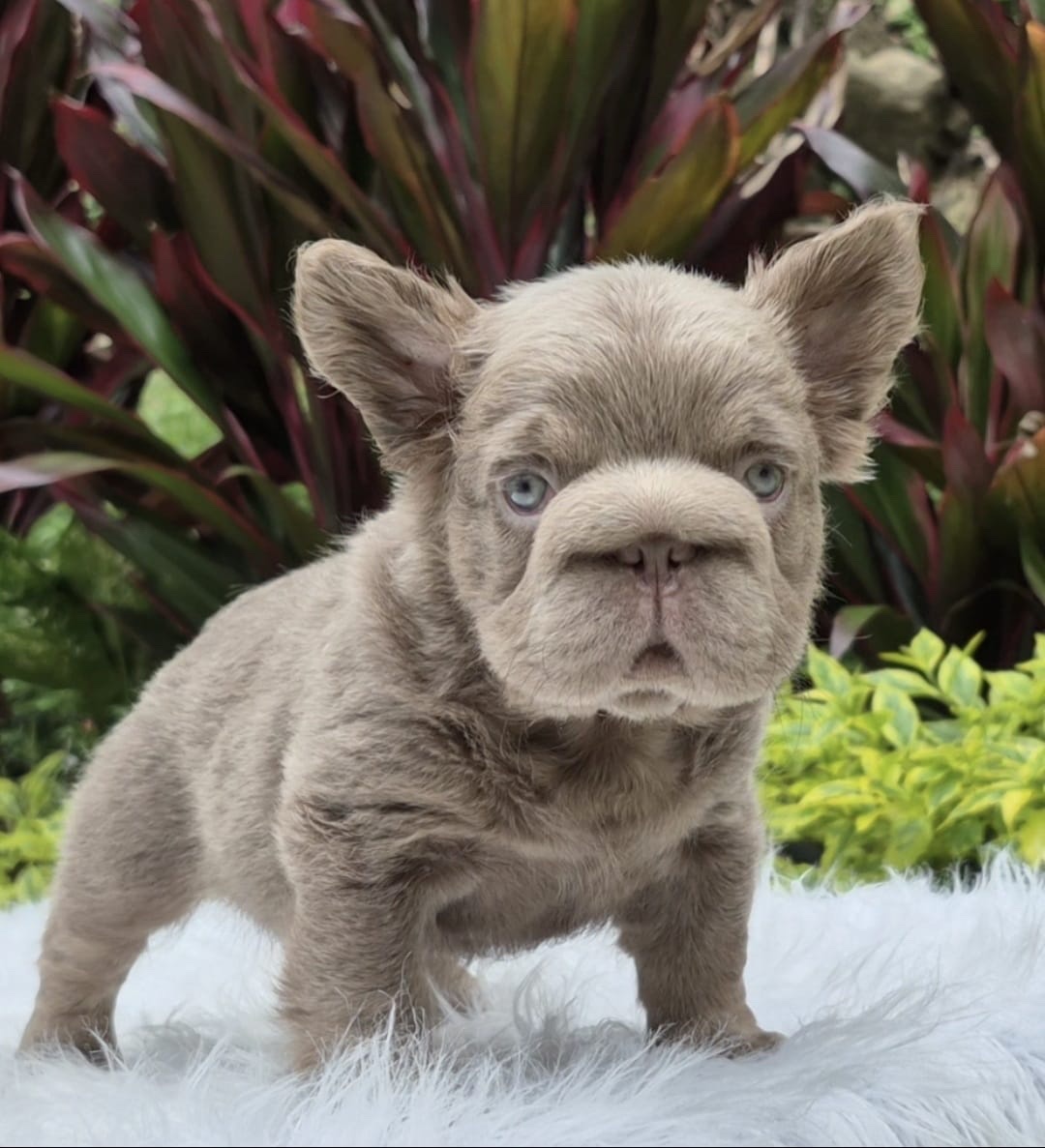 Venta de Bulldog Francés Lilac At Hembra 1 Venta de Bulldog Francés Lilac At Hembra
