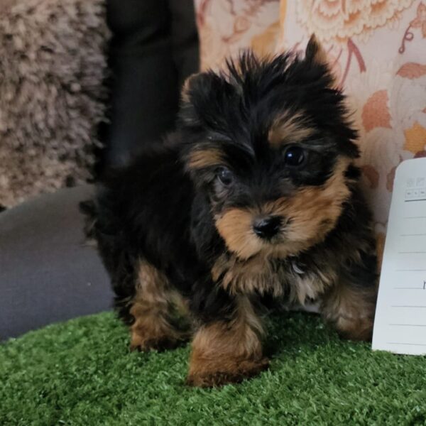 Venta de Perros Yorkshire Terrier Popayan