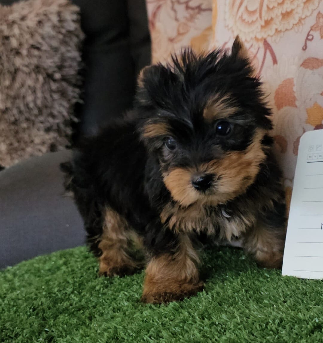 Venta de Perros Yorkshire Terrier Popayan 1 Venta de Perros Yorkshire Terrier Popayan