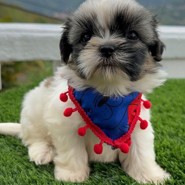 Venta de Perros Shih Tzu Rionegro