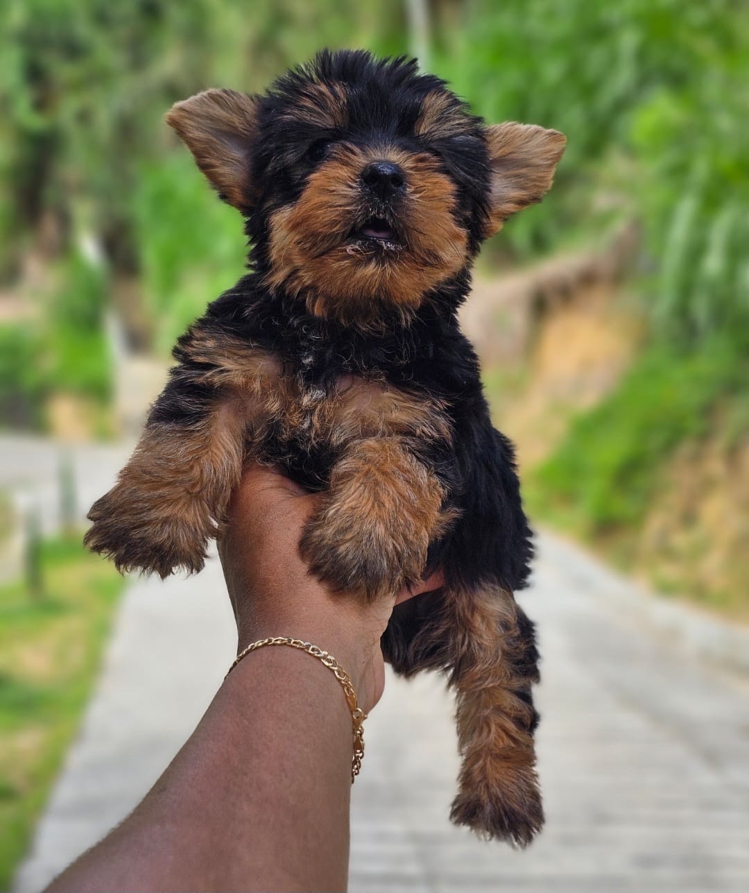 Venta de Perros Yorkshire Terrier Popayan 3 Venta de Perros Yorkshire Terrier Popayan - Image 3