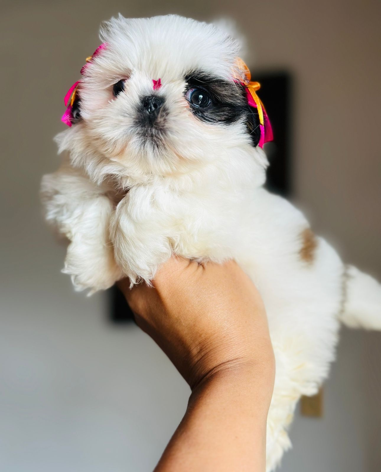 Venta de Perros Shih Tzu Miniatura Ibagué 3 Venta de Perros Shih Tzu Miniatura Ibagué - Image 3