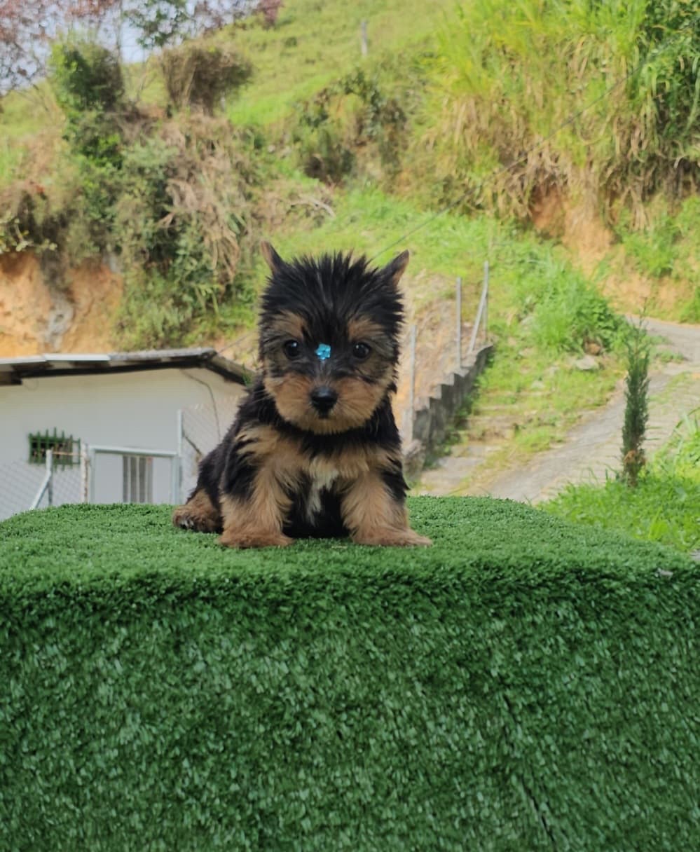 Venta de Perros Yorkshire Terrier Popayan 5 Venta de Perros Yorkshire Terrier Popayan - Image 5