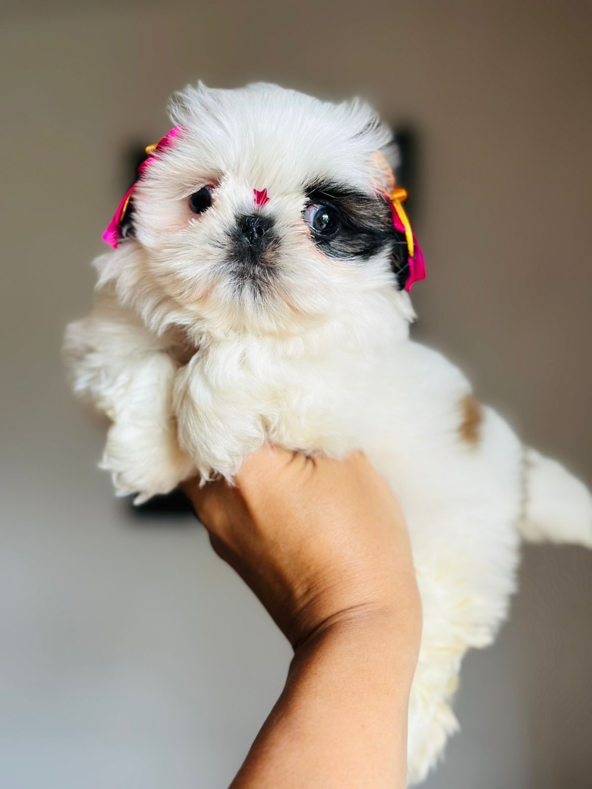 Perros Shih Tzu En Venta Tulua 1 Perros Shih Tzu En Venta Tulua