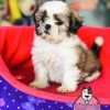 Espectaculares Cachorras Shitzu Mascotas Rionegro - Image 3