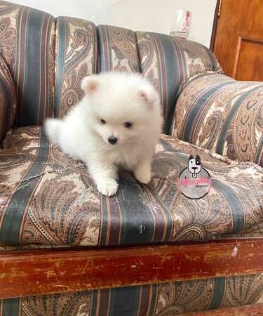 Espectacular Cachorro Pomerania Mini Mascotas Rionegro
