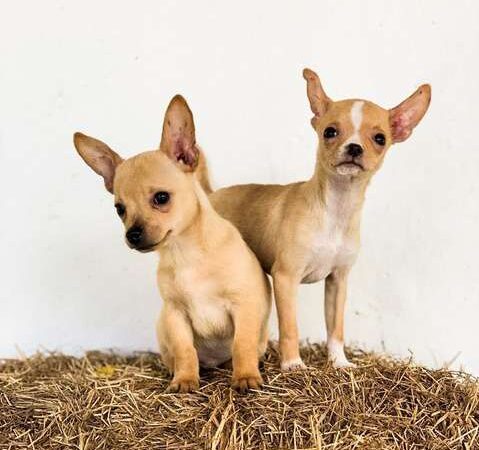 Cachorros Chihuhua Mini Mascotas Rionegro Medellin