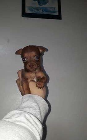 Pincher Miniatura Chocolate Rionegro