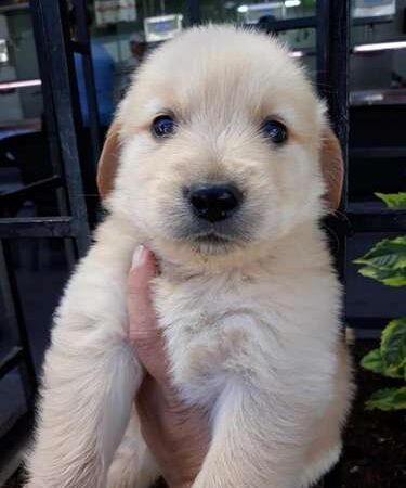 Precio Golden Retriever en Villavicencio