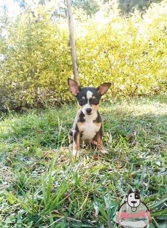 Venta De Perros Chihuhua Rionegro Antioquia Medellin
