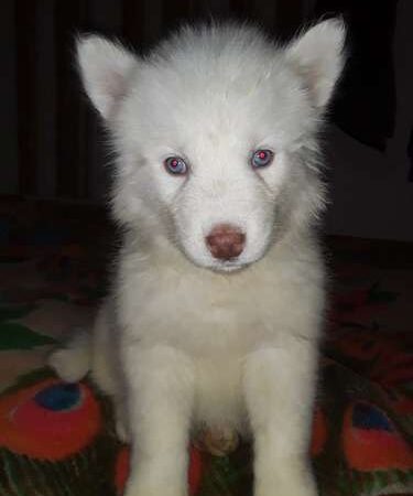 Husky Siberiano Mascotas Rionegro Medellín Bogota