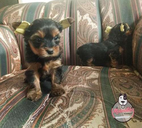 Precio Yorkshire Terrier en Cartagena