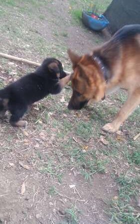 Pastor Alemán Precio Especial Mascotas Rionegro Medellín