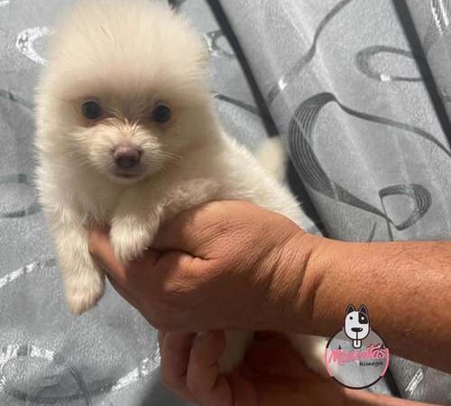 Espectacular Pomerania Mascotas Rionegro