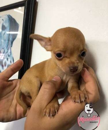 Chihuhua Precio Especial Mascotas Medellin Rionegro