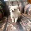Espectacular Pomerania Mini Hembra Mascotas Rionegro - Image 3