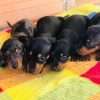 Cachorros Teckel Mascotas Rionegro Medellin Cali Bogotá - Image 3